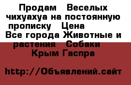 Продам.  Веселых чихуахуа на постоянную прописку › Цена ­ 8 000 - Все города Животные и растения » Собаки   . Крым,Гаспра